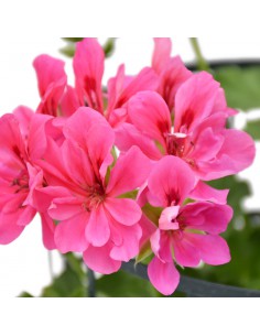 GERANIO EDERA - PINK diametro vaso 14 cm 2