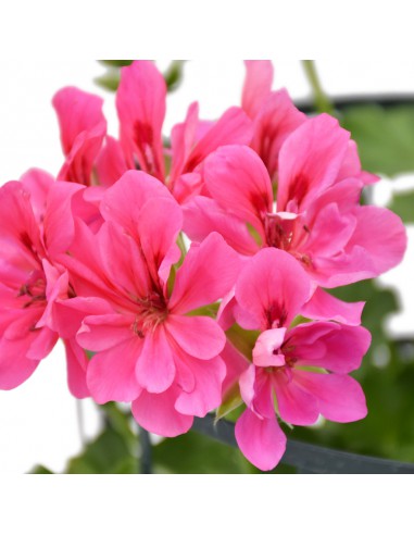 GERANIO EDERA - PINK diametro vaso 14 cm