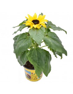 GIRASOLE "HELIANTHUS" Diametro vaso 13 cm