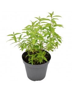 LIPPIA CITRIODORA diametro vaso 14 cm 2