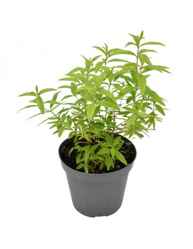 LIPPIA CITRIODORA diametro vaso 14 cm