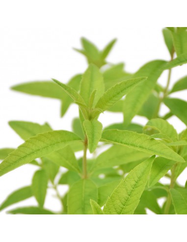 LIPPIA CITRIODORA diametro vaso 14 cm