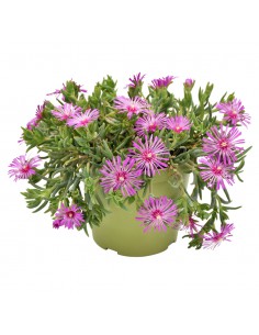 DELOSPERMUM COOPERI diametro vaso 14 cm