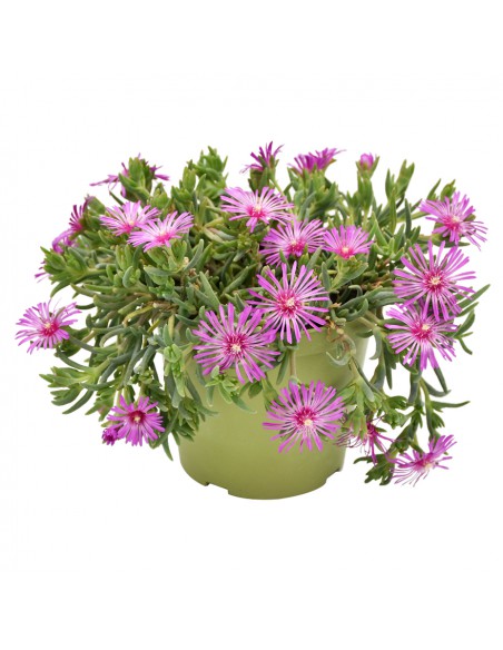 DELOSPERMUM COOPERI diametro vaso 14 cm