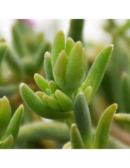 DELOSPERMUM COOPERI diametro vaso 14 cm