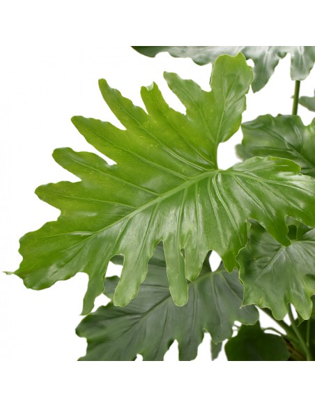 PHILODENDRON 'SHANGRI-LA' BOTANY diametro vaso 17 cm