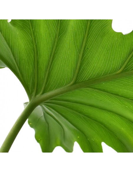 PHILODENDRON 'SHANGRI-LA' BOTANY diametro vaso 17 cm