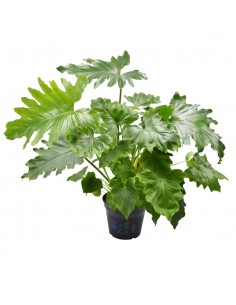 PHILODENDRON 'SHANGRI-LA' BOTANY diametro vaso 17 cm
