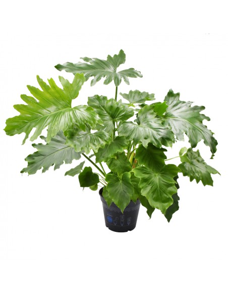 PHILODENDRON 'SHANGRI-LA' BOTANY diametro vaso 17 cm