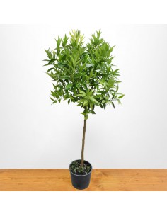 CLEMENTINA diametro vaso 22 ALBERELLO 2