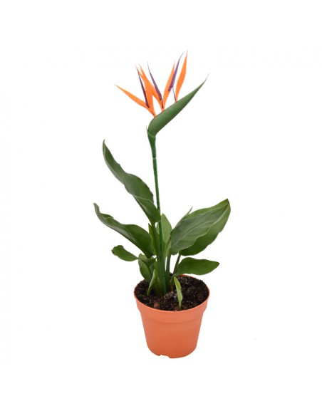 STRELITZIA "uccello del paradiso" diametro vaso 13 cm