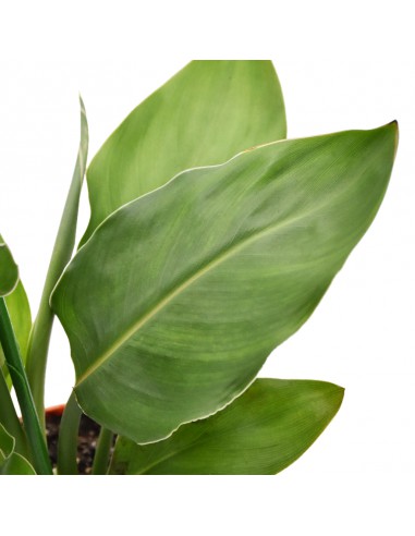 STRELITZIA "uccello del paradiso" diametro vaso 13 cm