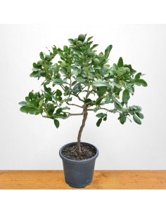 HYSTRIX COMBAVA diametro vaso 22 ALBERELLO 2