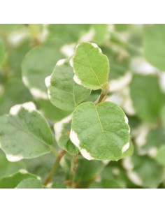 FICUS PUMILA 'WHITE SUNNY' Purifica l'aria Foglie variegate 2