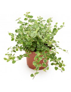 FICUS PUMILA 'WHITE SUNNY' Purifica l'aria Foglie variegate