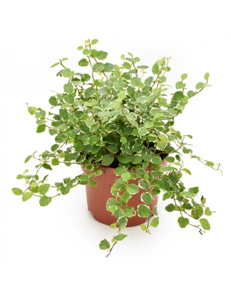 FICUS PUMILA 'WHITE SUNNY' Purifica l'aria Foglie variegate