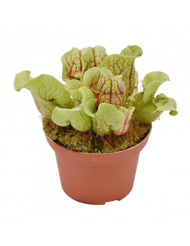 SARRACENIA 'VENOSA' diametro vaso 12 cm  (P. Carnivora)