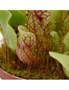 SARRACENIA 'VENOSA' diametro vaso 12 cm  (P. Carnivora) 2