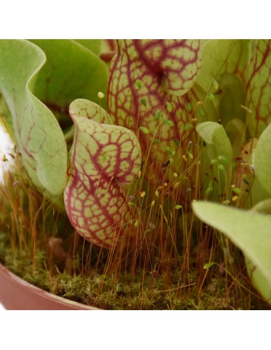SARRACENIA 'VENOSA' diametro vaso 12 cm  (P. Carnivora)