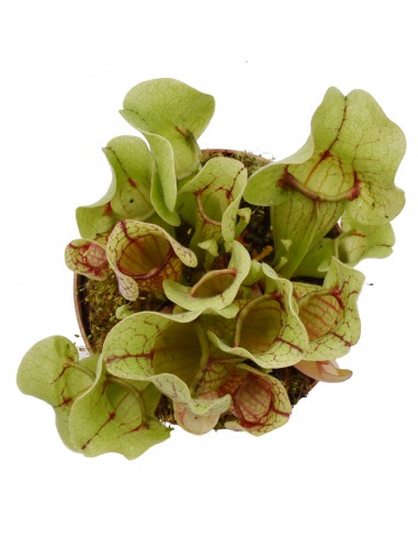 SARRACENIA 'VENOSA' diametro vaso 12 cm  (P. Carnivora)