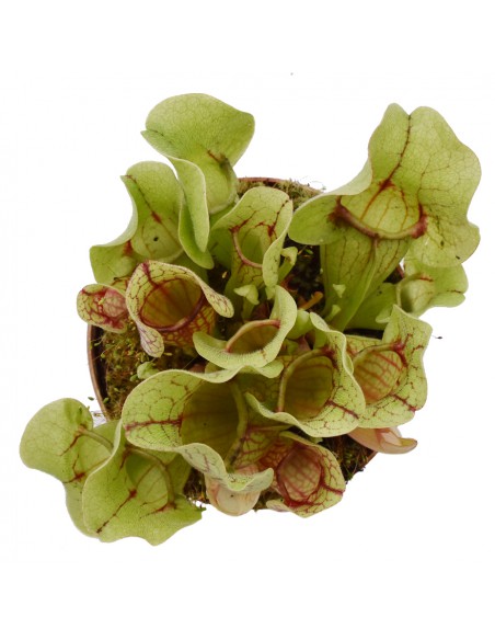 SARRACENIA 'VENOSA' diametro vaso 12 cm  (P. Carnivora)