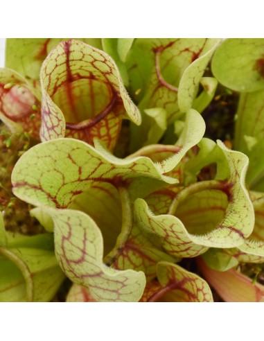 SARRACENIA 'VENOSA' diametro vaso 12 cm  (P. Carnivora)