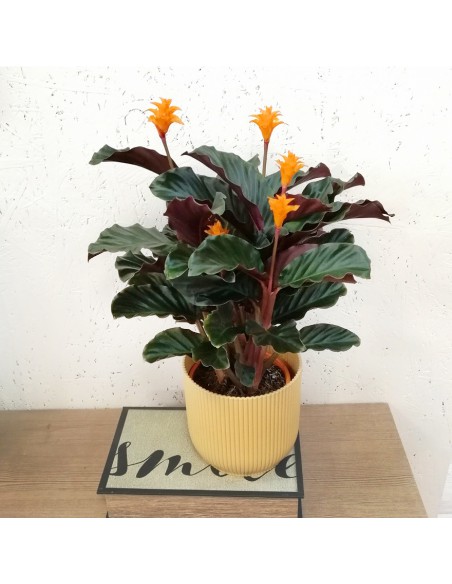 CALATHEA CROCATA 'TASSMANIA' diametro vaso 14 cm