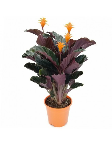 CALATHEA CROCATA 'TASSMANIA' diametro vaso 14 cm