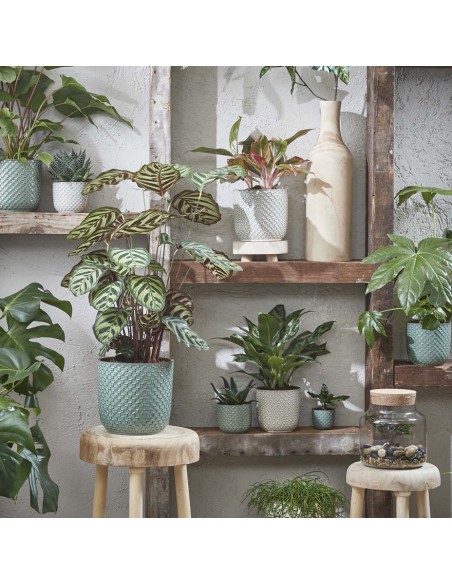 COPRIVASO CERAMICA DAAN PINK - H20,5XD21,5 cm