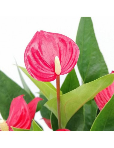 ANTHURIUM 'Million Flowers' - RED diametro vaso 12 cm