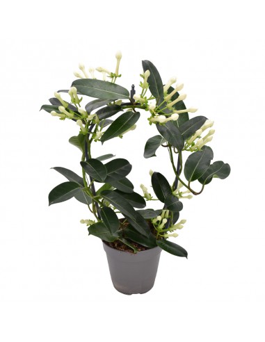 STEPHANOTIS FLORIBUNDA diametro vaso 12 cm