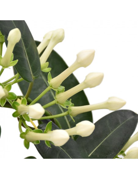 STEPHANOTIS FLORIBUNDA diametro vaso 12 cm