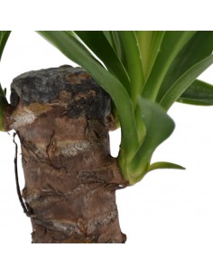 TRONCHETTO DELLA FELICITA' "YUCCA" diametro vaso 11 cm 2
