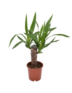 TRONCHETTO DELLA FELICITA' "YUCCA" diametro vaso 11 cm