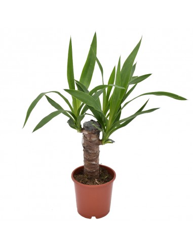 TRONCHETTO DELLA FELICITA' "YUCCA" diametro vaso 11 cm