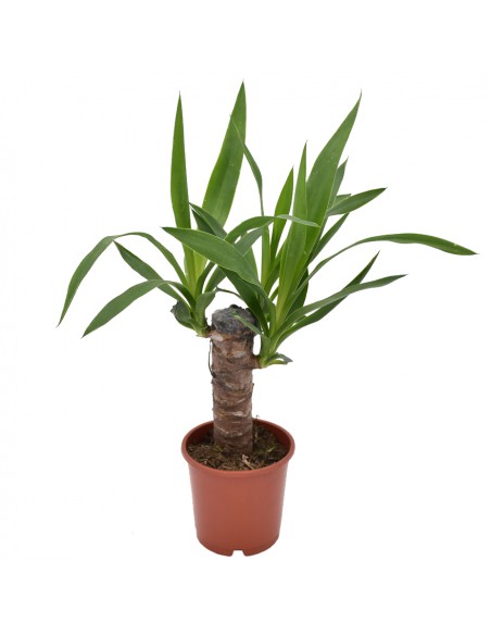 TRONCHETTO DELLA FELICITA' "YUCCA" diametro vaso 11 cm