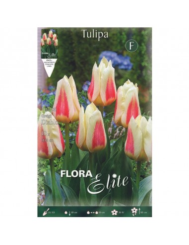 TULIPANO "DIABLO" (greigii) 10 BULBI