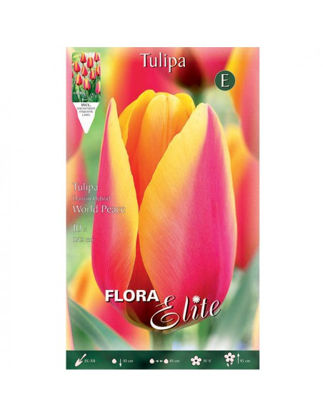 TULIPANO "WORLD PEACE" (darwin hybrid) 10 BULBI