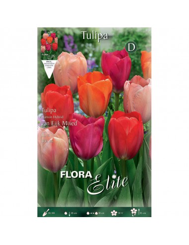 TULIPANO "VAN EIJK MIXED" (darwin hybrid) 10 BULBI