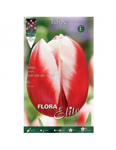 TULIPANO "LEEN VAN DER MARK" (triumph) 10 BULBI