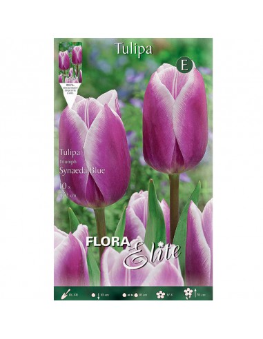 TULIPANO "SYNAEDA BLUE" (triumph) 10 BULBI