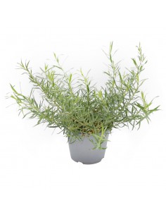 DRAGONCELLO FRANCESE diametro vaso 14 cm 2