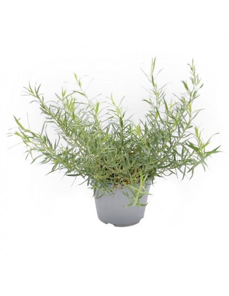 DRAGONCELLO FRANCESE diametro vaso 14 cm