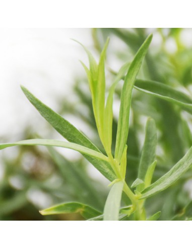 DRAGONCELLO FRANCESE diametro vaso 14 cm