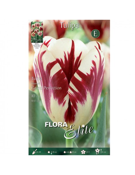 TULIPANO "GRAND PERFECTION" (rembrandt) 10 BULBI