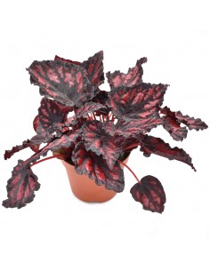 BEGONIA REX 'MAGIC COLOURS ETNA' diametro vaso 12 cm