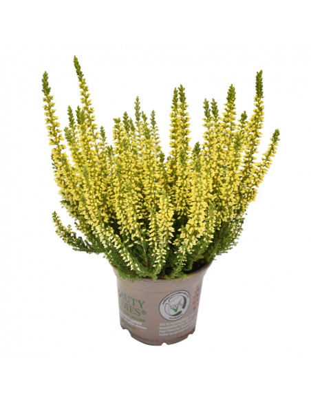 ERICA CALLUNA 'PICASSO YELLOW' diametro vaso 9,5 cm