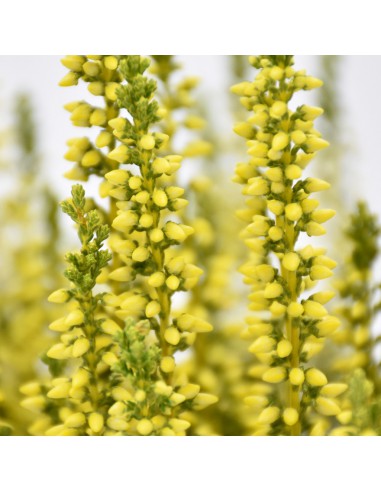 ERICA CALLUNA 'PICASSO YELLOW' diametro vaso 9,5 cm