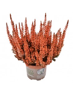 ERICA CALLUNA 'PICASSO ORANGE' diametro vaso 10 cm