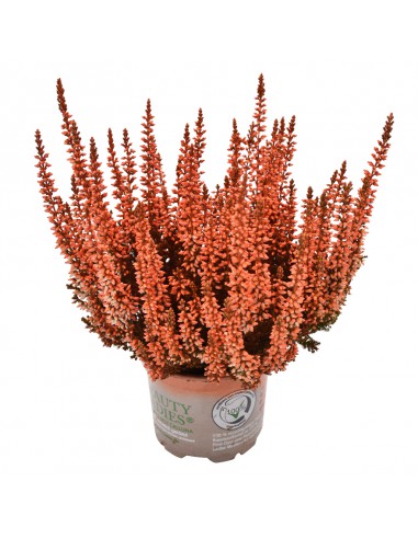 ERICA CALLUNA 'PICASSO ORANGE' diametro vaso 10 cm